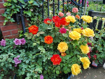 横浜イングリッシュガーデンに投稿された画像（2025/5/15）