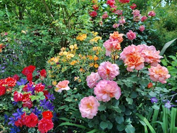 横浜イングリッシュガーデンに投稿された画像（2025/5/15）