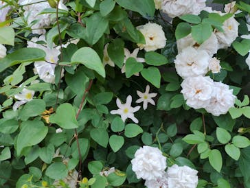 横浜イングリッシュガーデンに投稿された画像（2025/5/15）