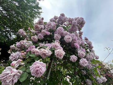 横浜イングリッシュガーデンに投稿された画像（2025/5/15）