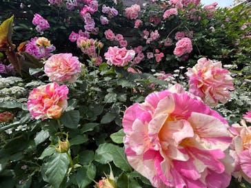 横浜イングリッシュガーデンに投稿された画像（2025/5/15）