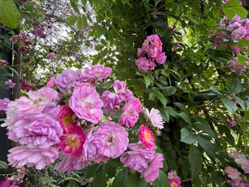 横浜イングリッシュガーデンに投稿された画像（2025/5/15）