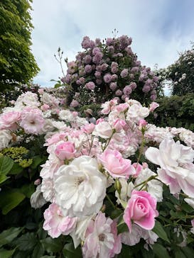 横浜イングリッシュガーデンに投稿された画像（2025/5/15）