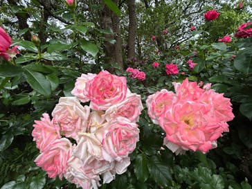 横浜イングリッシュガーデンに投稿された画像（2025/5/15）