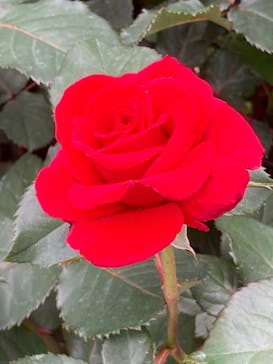 横浜イングリッシュガーデンに投稿された画像（2025/5/15）