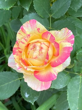 横浜イングリッシュガーデンに投稿された画像（2025/5/15）