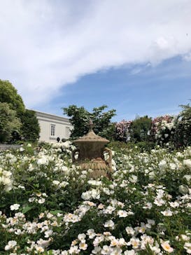 横浜イングリッシュガーデンに投稿された画像（2025/5/15）