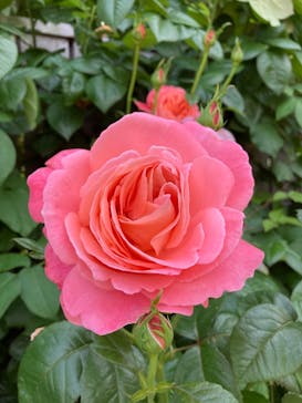 横浜イングリッシュガーデンに投稿された画像（2025/5/15）