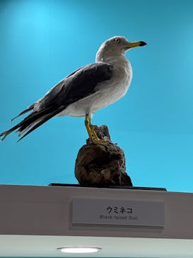 特別展「鳥～ゲノム解析が解き明かす新しい鳥類の系統～」に投稿された画像（2025/5/15）