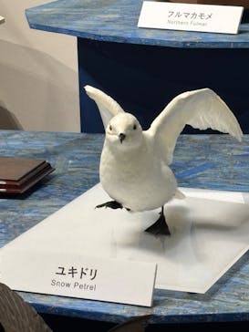 特別展「鳥～ゲノム解析が解き明かす新しい鳥類の系統～」に投稿された画像（2025/5/15）