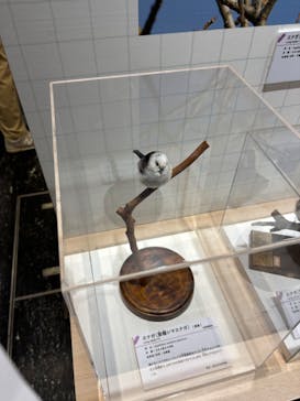 特別展「鳥～ゲノム解析が解き明かす新しい鳥類の系統～」に投稿された画像（2025/5/15）