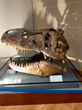 福井県立恐竜博物館に投稿された画像（2025/5/15）