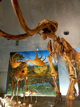 福井県立恐竜博物館に投稿された画像（2025/5/15）