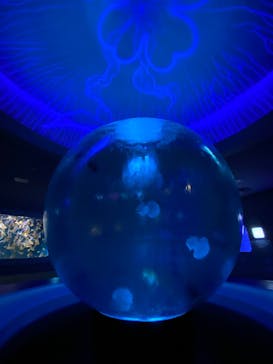新江ノ島水族館に投稿された画像（2025/5/16）