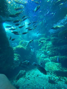 新江ノ島水族館に投稿された画像（2025/5/16）