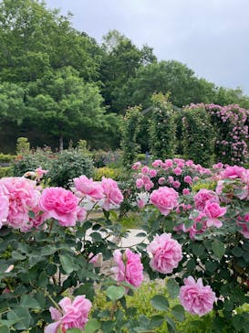 ぎふワールド・ローズガーデンに投稿された画像（2025/5/16）