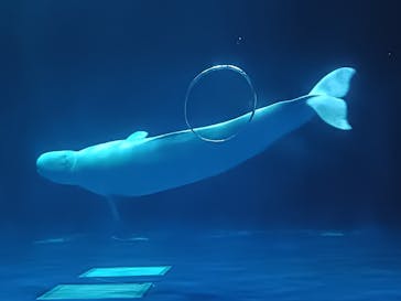 島根県立 しまね海洋館に投稿された画像（2025/5/16）