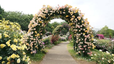 京成バラ園に投稿された画像（2025/5/16）