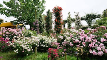 京成バラ園に投稿された画像（2025/5/16）