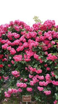 京成バラ園に投稿された画像（2025/5/16）