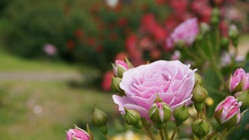 京成バラ園に投稿された画像（2025/5/16）