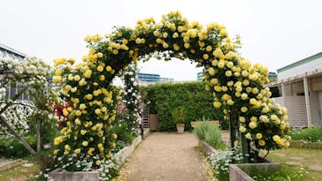 京成バラ園に投稿された画像（2025/5/16）