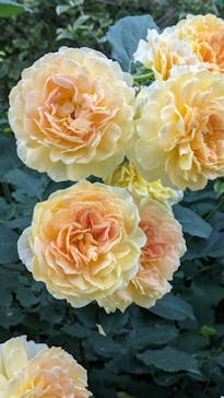 横浜イングリッシュガーデンに投稿された画像（2025/5/16）