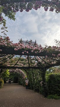 横浜イングリッシュガーデンに投稿された画像（2025/5/16）