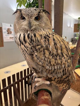 Moff animal cafe イオンモール幕張新都心店に投稿された画像（2025/5/16）
