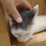 Cat Café MOFF イオンモール熊本店に投稿された画像（2025/5/16）