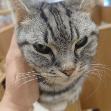 Cat Café MOFF イオンモール熊本店に投稿された画像（2025/5/16）