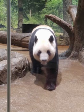 恩賜上野動物園に投稿された画像（2025/5/16）