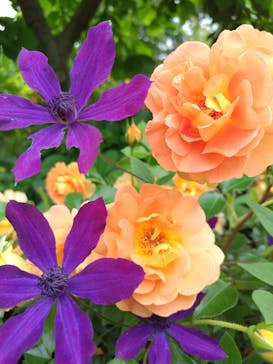 横浜イングリッシュガーデンに投稿された画像（2025/5/16）