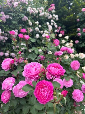 横浜イングリッシュガーデンに投稿された画像（2025/5/16）