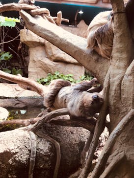 那須どうぶつ王国に投稿された画像（2025/5/16）