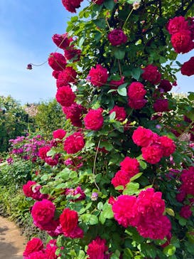 横浜イングリッシュガーデンに投稿された画像（2025/5/16）