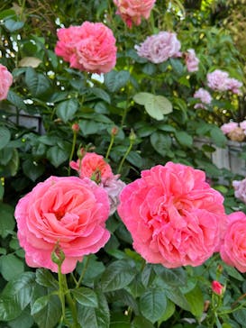 横浜イングリッシュガーデンに投稿された画像（2025/5/16）