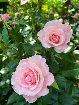 横浜イングリッシュガーデンに投稿された画像（2025/5/16）