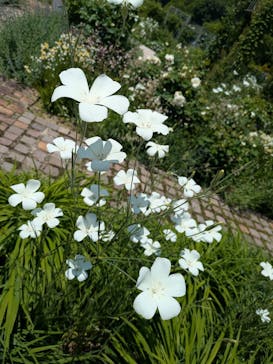 ぎふワールド・ローズガーデンに投稿された画像（2025/5/17）