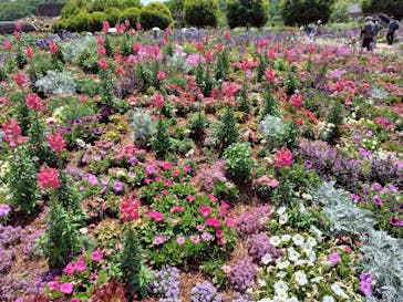 ぎふワールド・ローズガーデンに投稿された画像（2025/5/17）