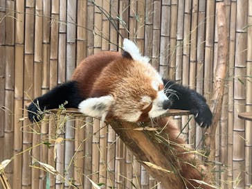 熱川バナナワニ園に投稿された画像（2025/5/17）