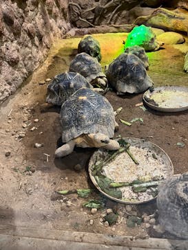 熱川バナナワニ園に投稿された画像（2025/5/17）