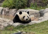 恩賜上野動物園に投稿された画像（2025/5/17）