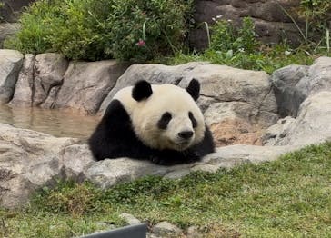 恩賜上野動物園に投稿された画像（2025/5/17）