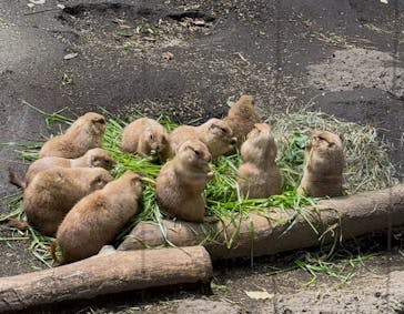 恩賜上野動物園に投稿された画像（2025/5/17）