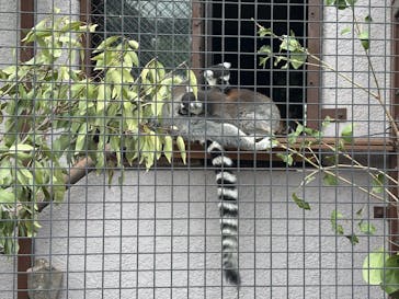 恩賜上野動物園に投稿された画像（2025/5/17）