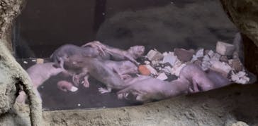 恩賜上野動物園に投稿された画像（2025/5/17）