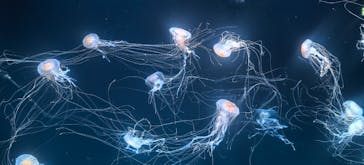 サンシャイン水族館に投稿された画像（2025/5/17）