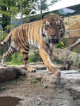那須どうぶつ王国に投稿された画像（2025/5/17）