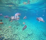 沖縄マリンサービス碧に投稿された画像（2025/5/17）